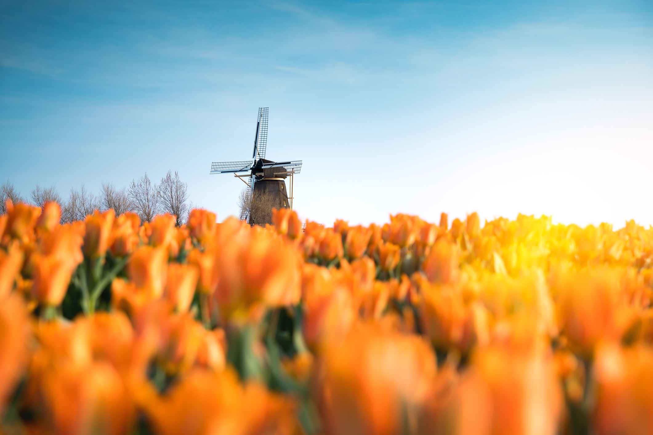 Dutch Government Drops Holland Nickname In International Rebrand Travel Weekly
