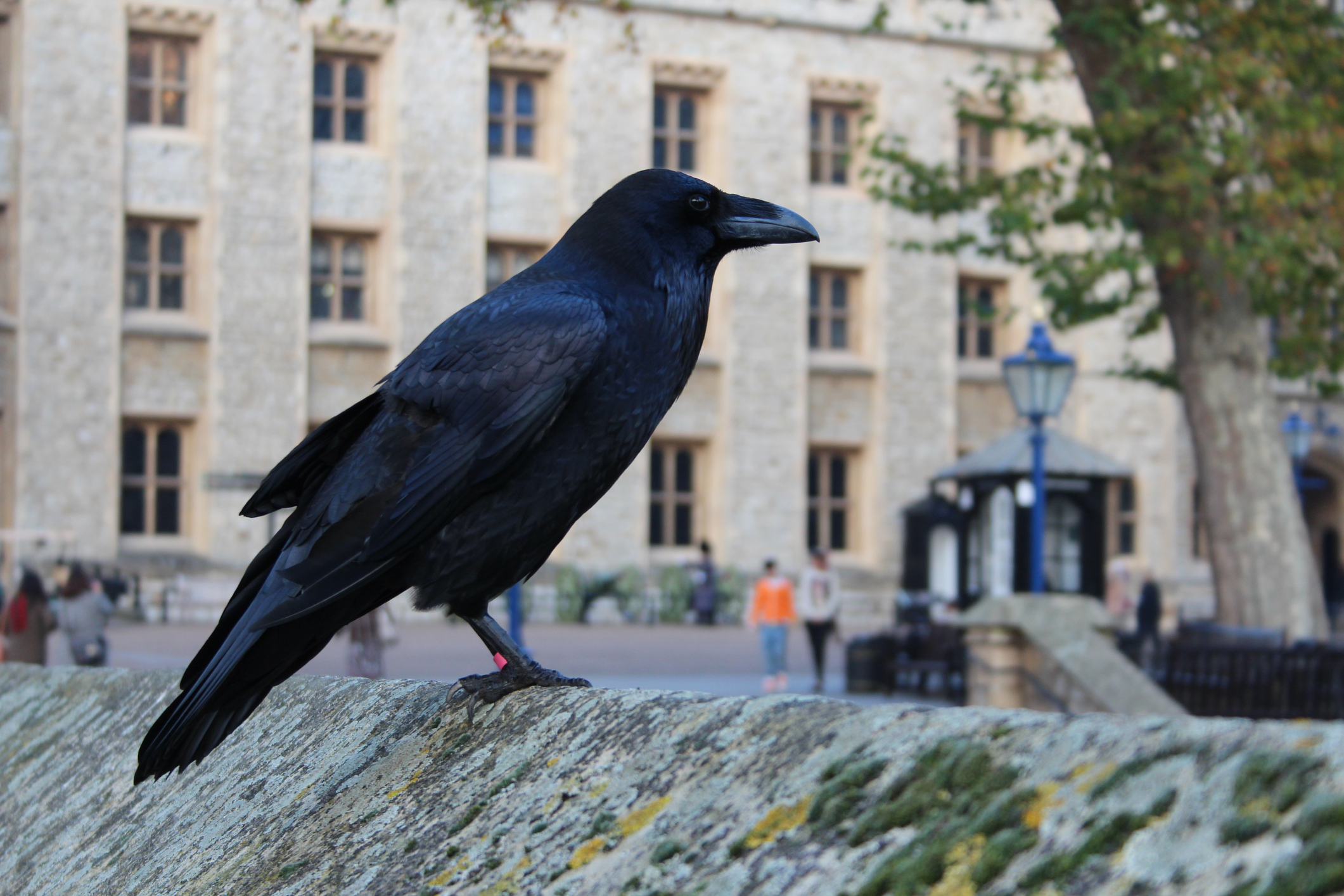 Tower of London's famous ravens are "bored" without tourists Travel